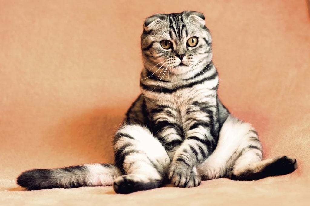 Les accessoires qui feront la différence pour votre chat