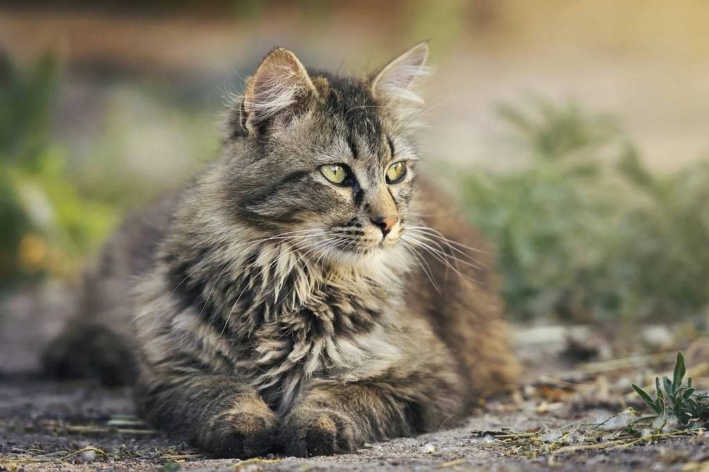 Les accessoires qui feront la différence pour votre chat